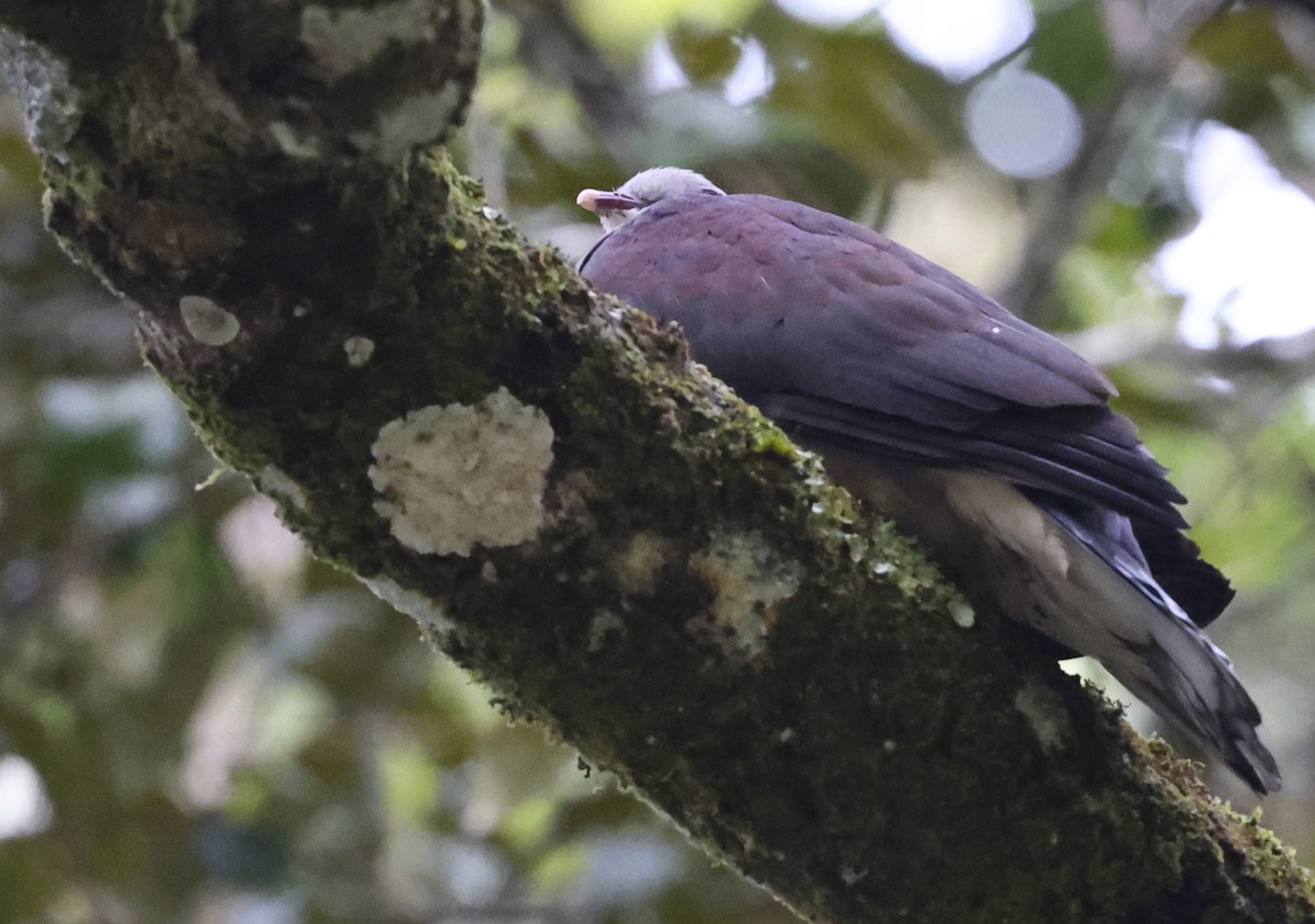 Mountain Imperial-Pigeon - ML622156662