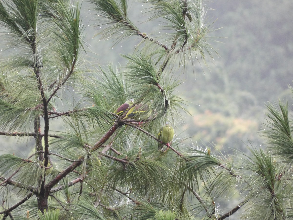 Wedge-tailed Green-Pigeon - Thomas de Heus