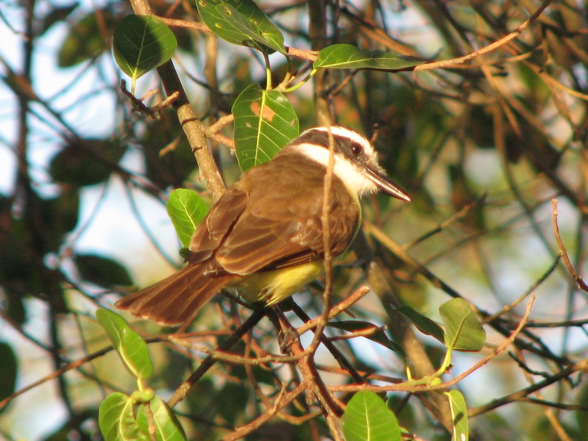 Great Kiskadee - ML622156665