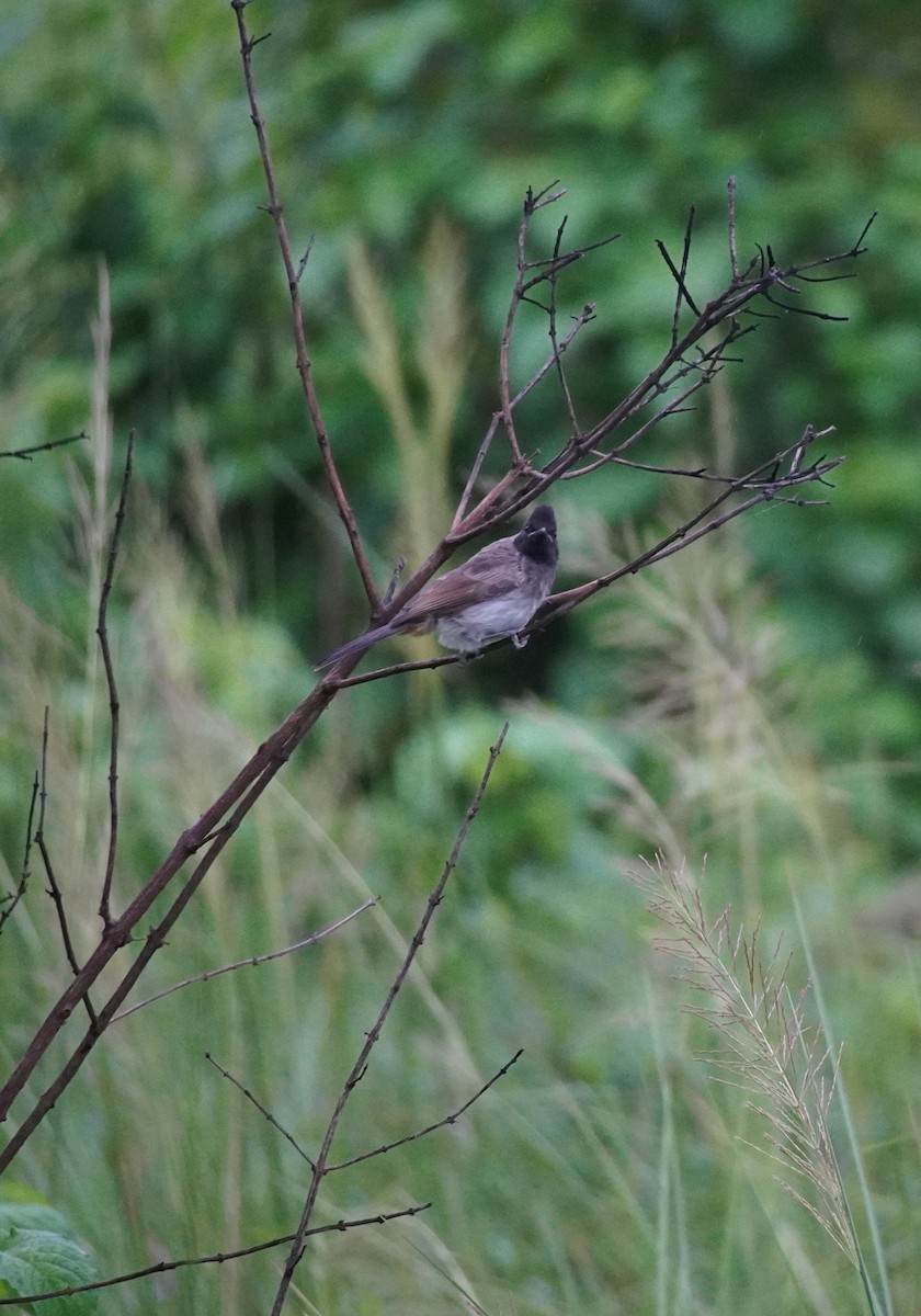 Red-vented Bulbul - ML622156667