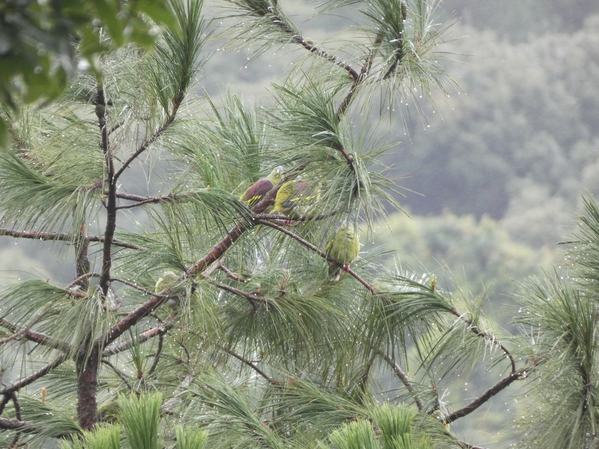 Wedge-tailed Green-Pigeon - ML622156668