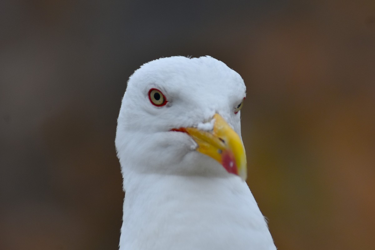 Yellow-legged Gull - ML622156672