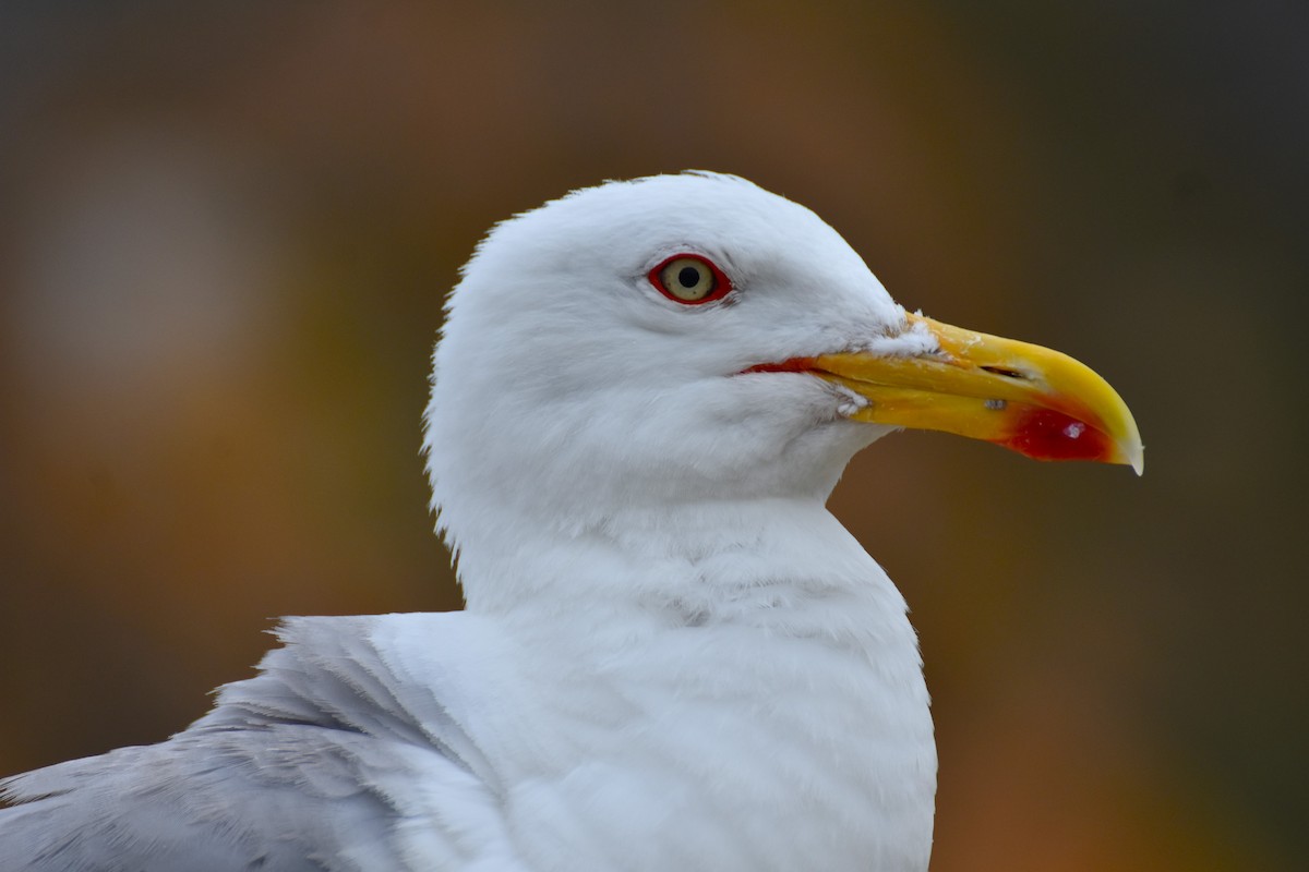 Yellow-legged Gull - ML622156673