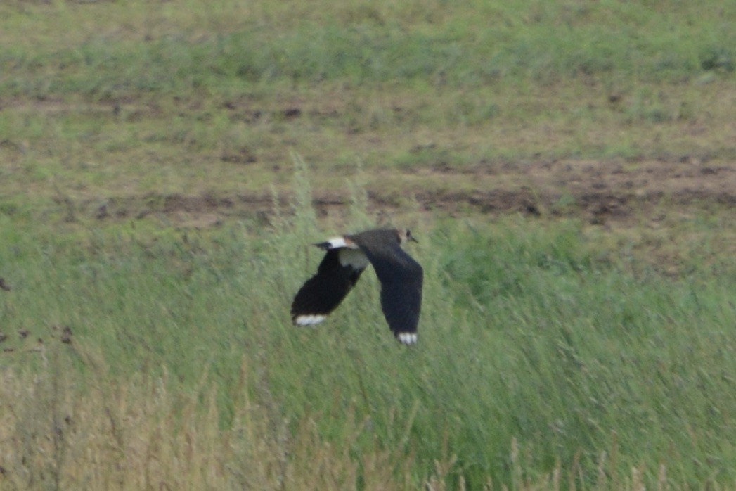 Northern Lapwing - Anton Kornilov