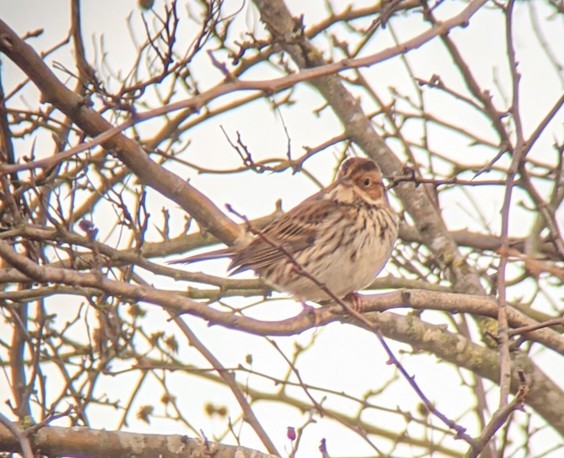 Little Bunting - ML622156804