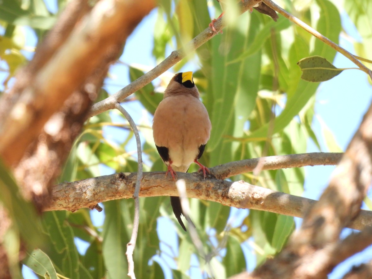 Masked Finch - ML622156806