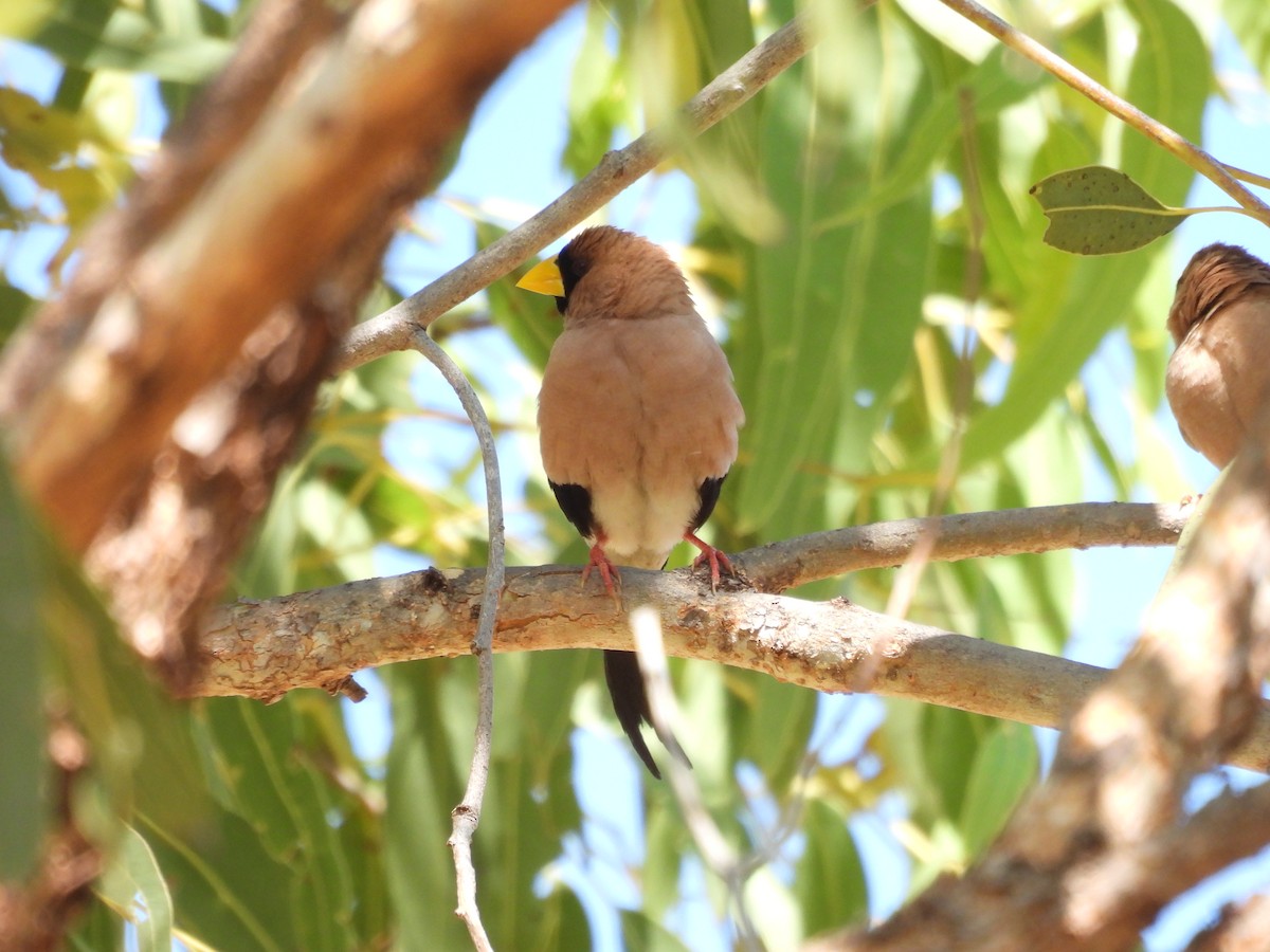 Masked Finch - ML622156807
