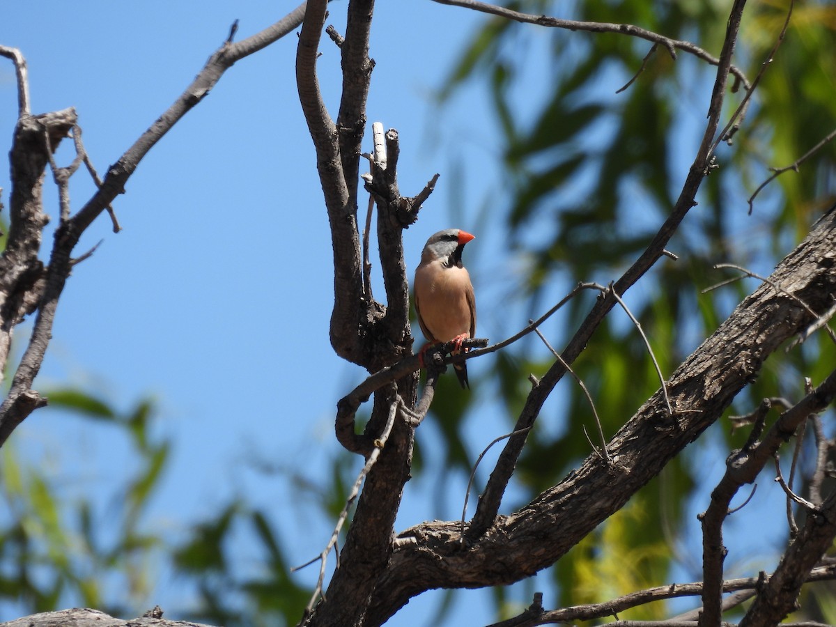 Long-tailed Finch - ML622156809