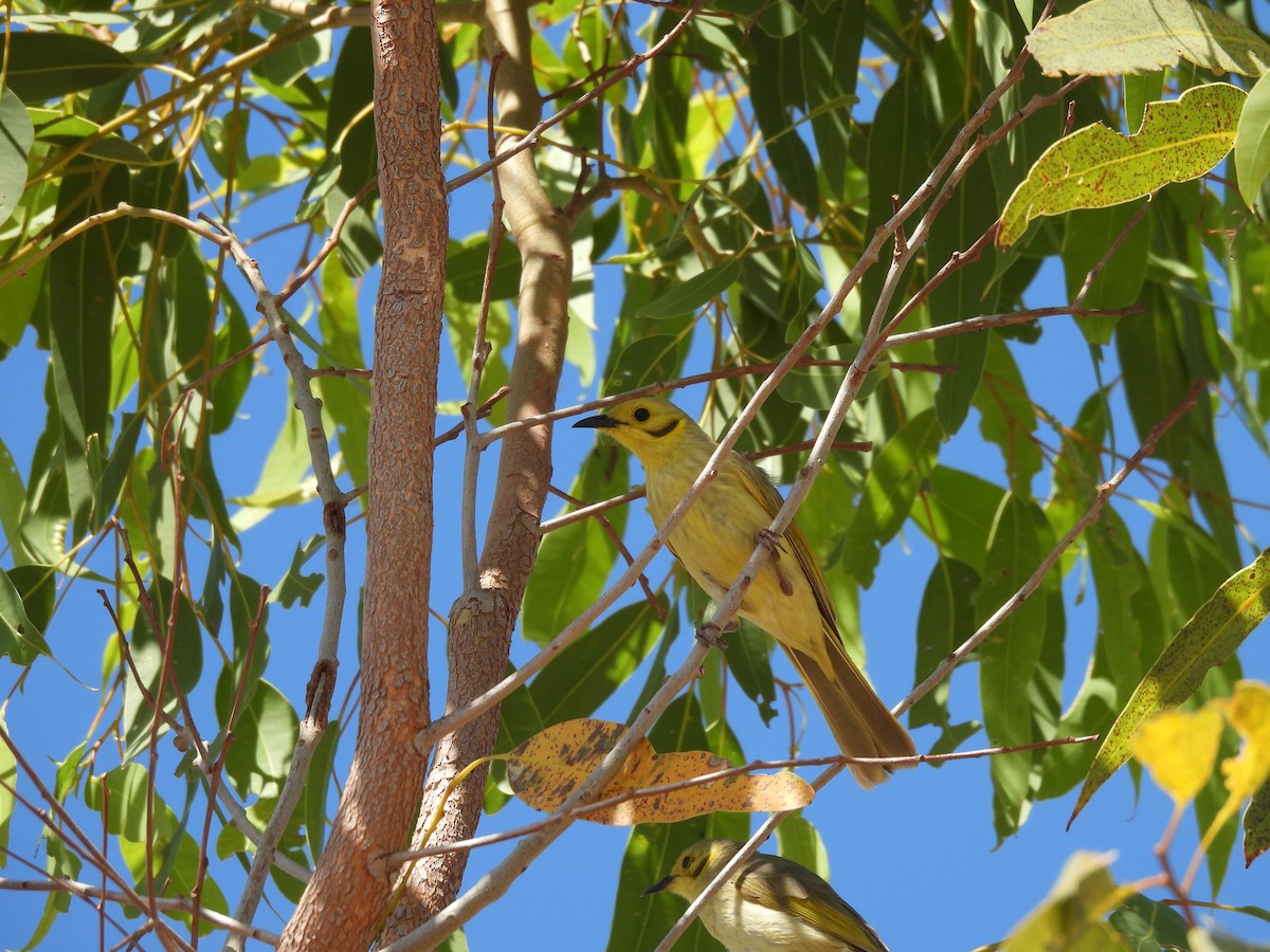 Yellow-tinted Honeyeater - ML622156817