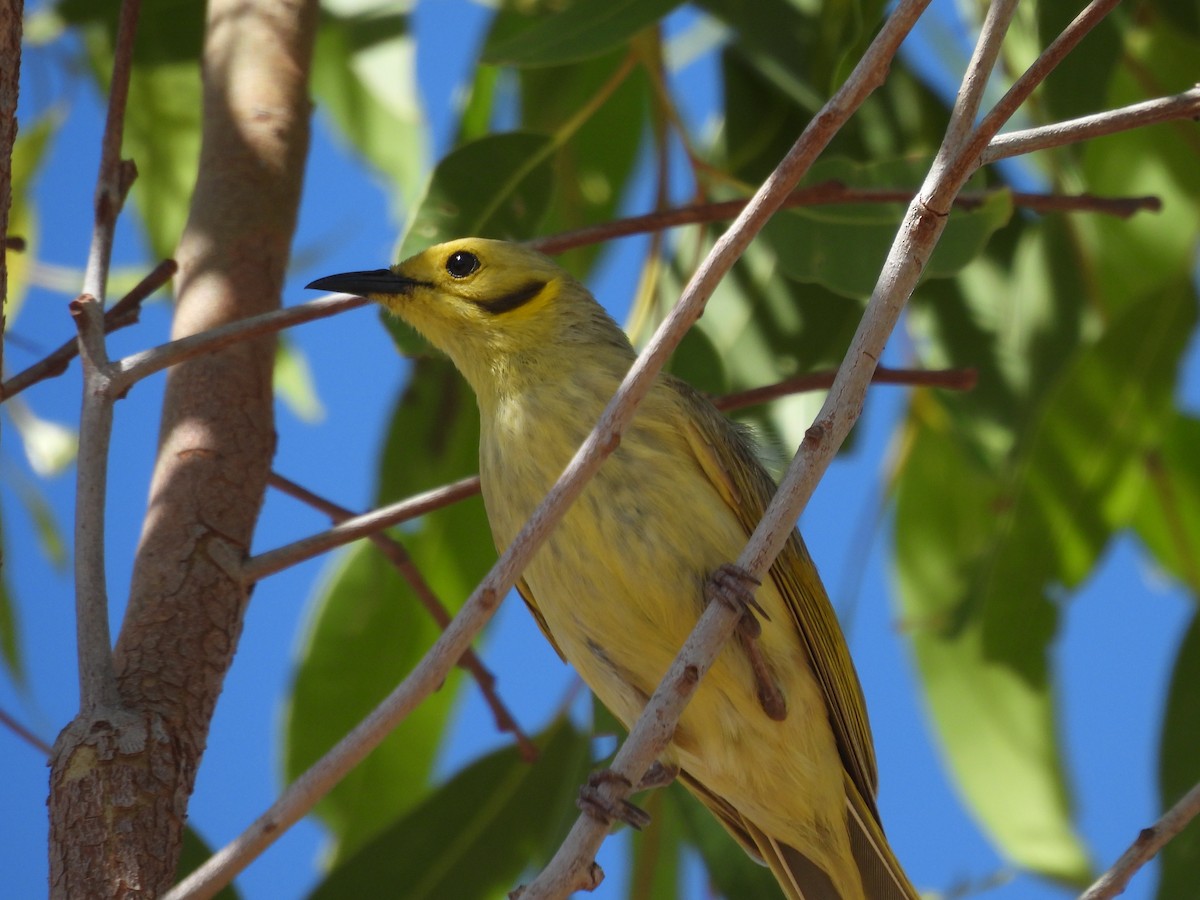 Yellow-tinted Honeyeater - ML622156818