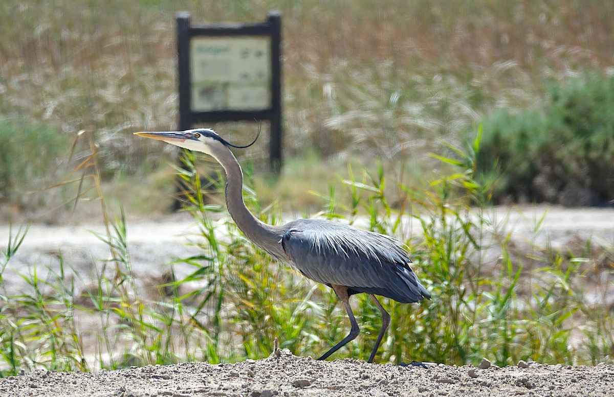 Great Blue Heron - ML622156833