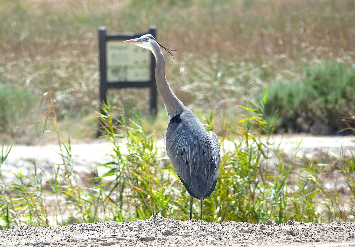 Great Blue Heron - ML622156834