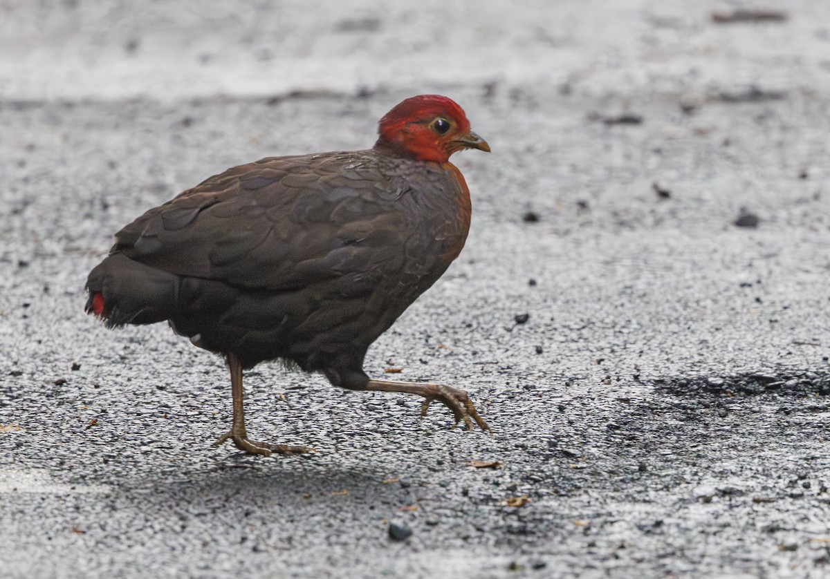 Crimson-headed Partridge - ML622156835