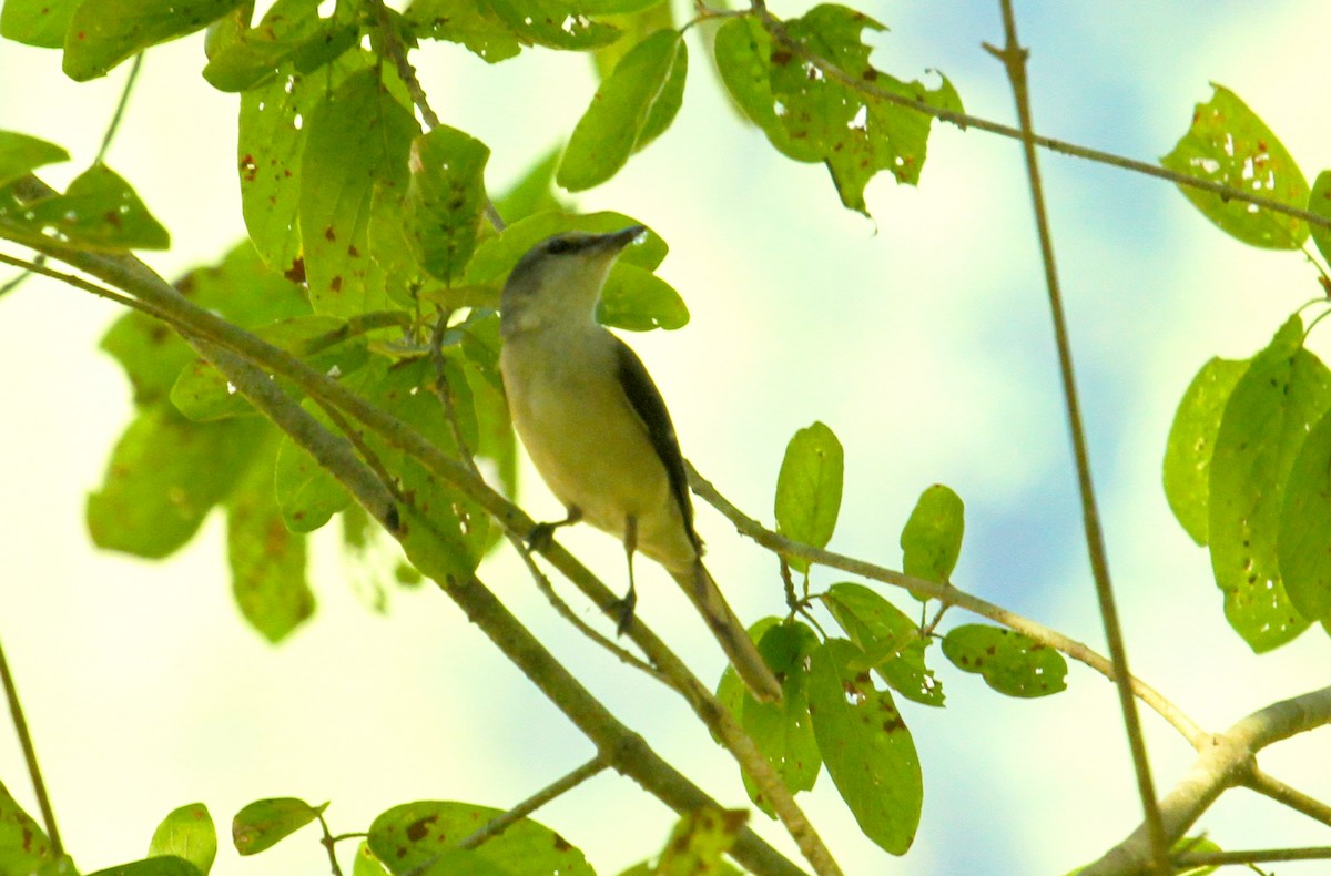 Brown-rumped Minivet - ML622156861