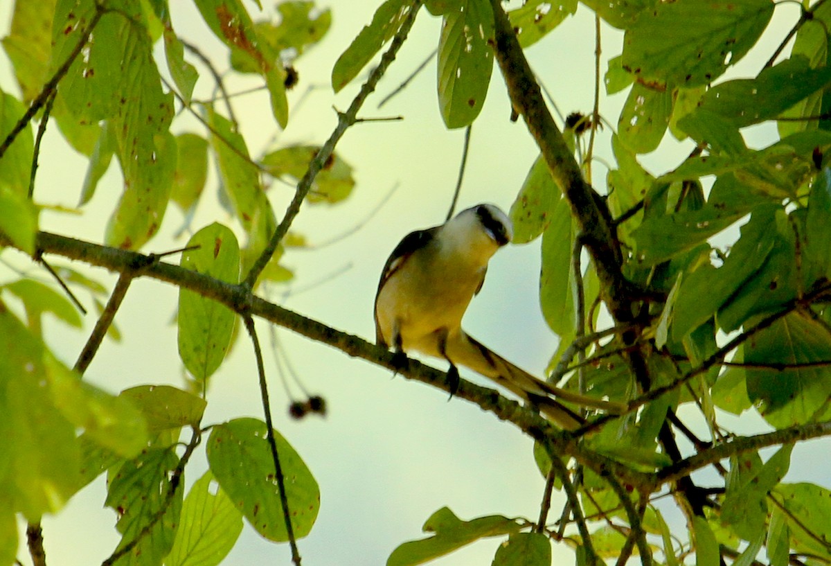 Brown-rumped Minivet - ML622156864