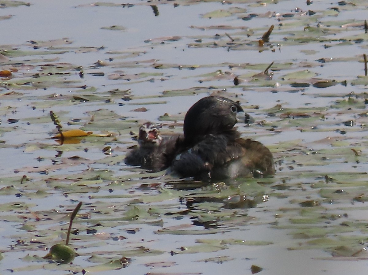 Pied-billed Grebe - ML622156866