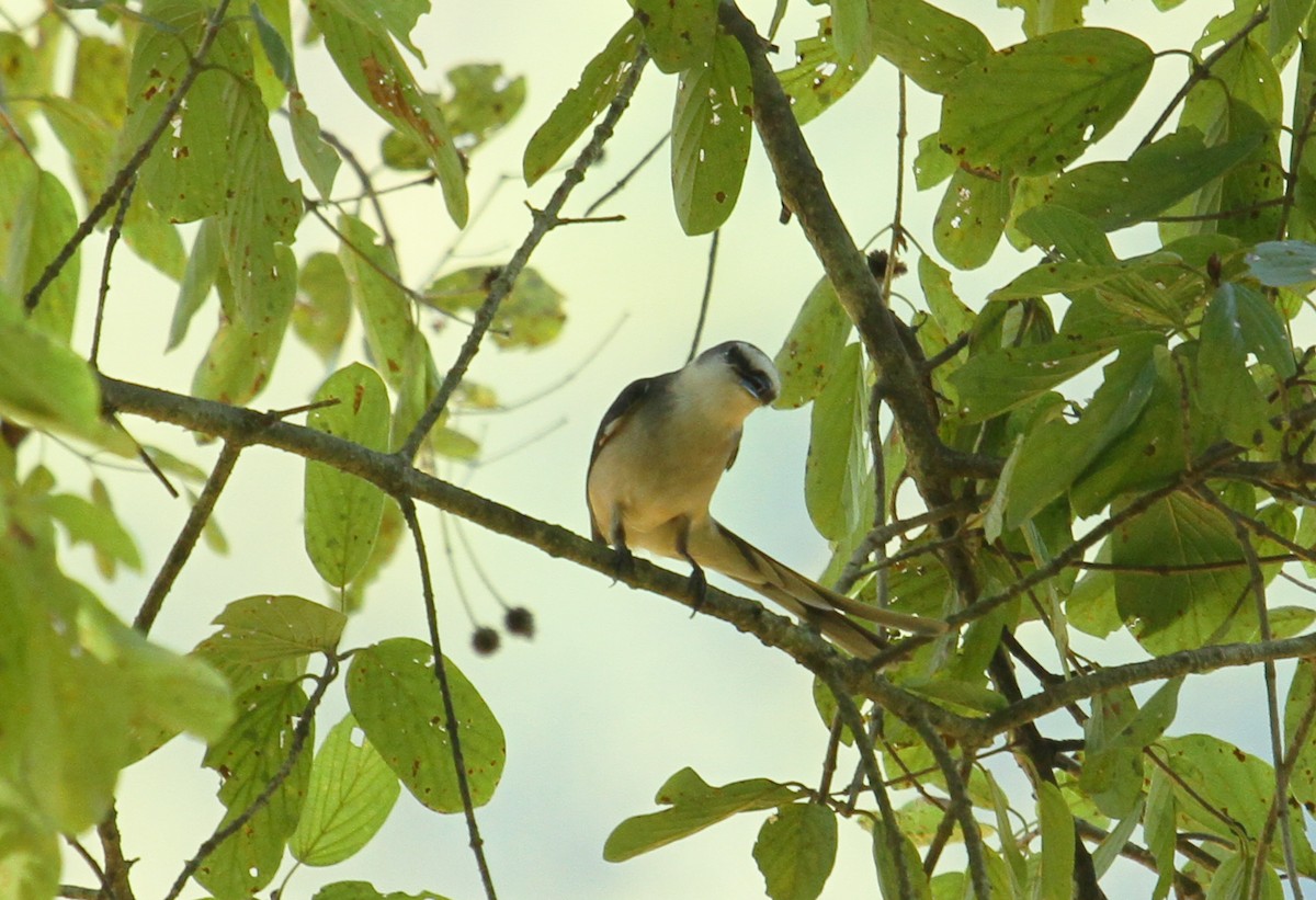 Brown-rumped Minivet - ML622156867