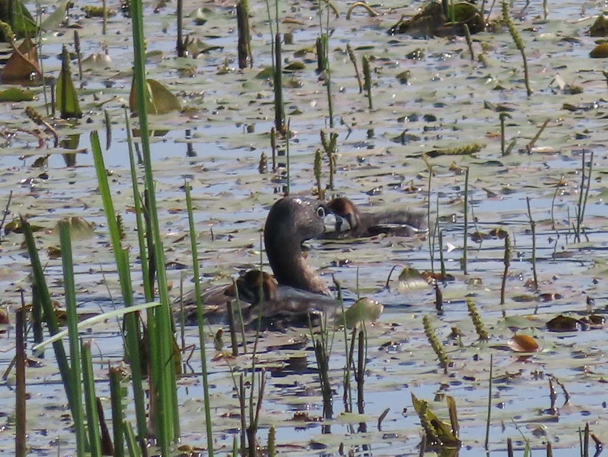 Pied-billed Grebe - Pamela Hunt