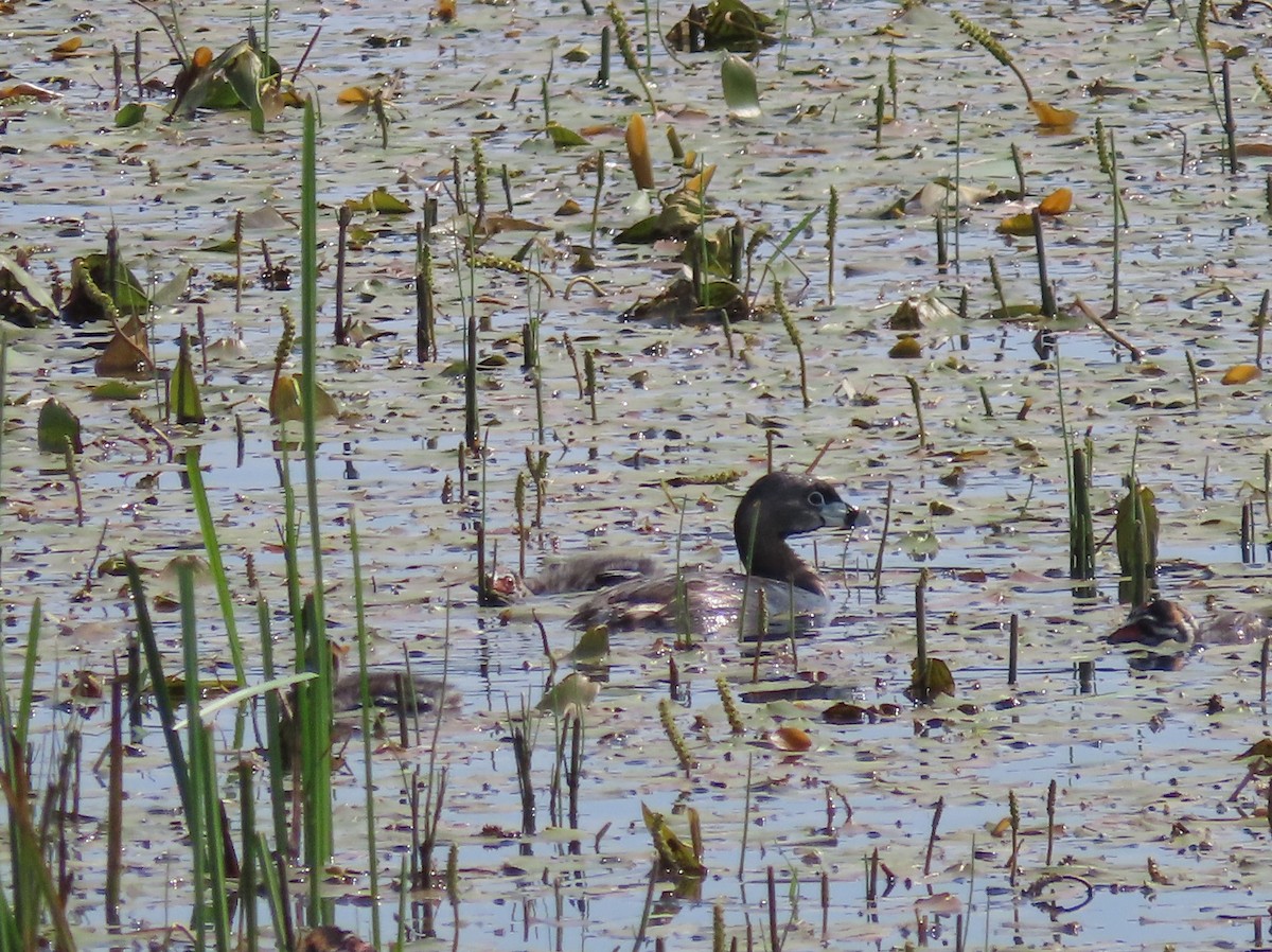 Pied-billed Grebe - ML622156869