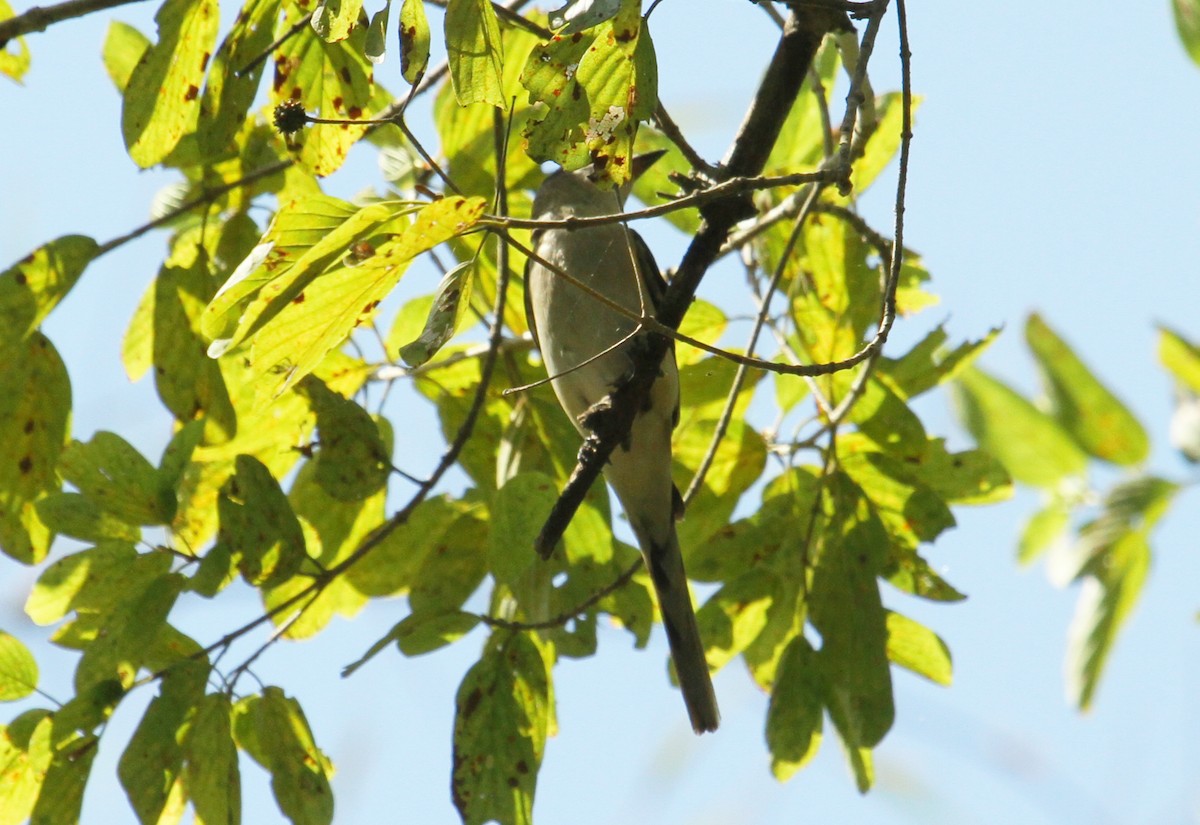 Brown-rumped Minivet - ML622156870