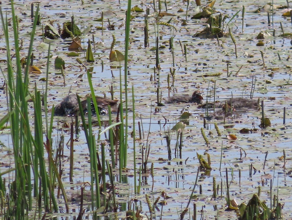 Pied-billed Grebe - ML622156871