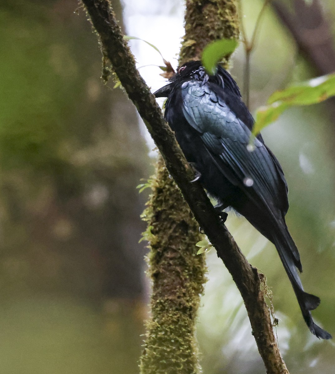 Hair-crested Drongo (Bornean) - ML622156874