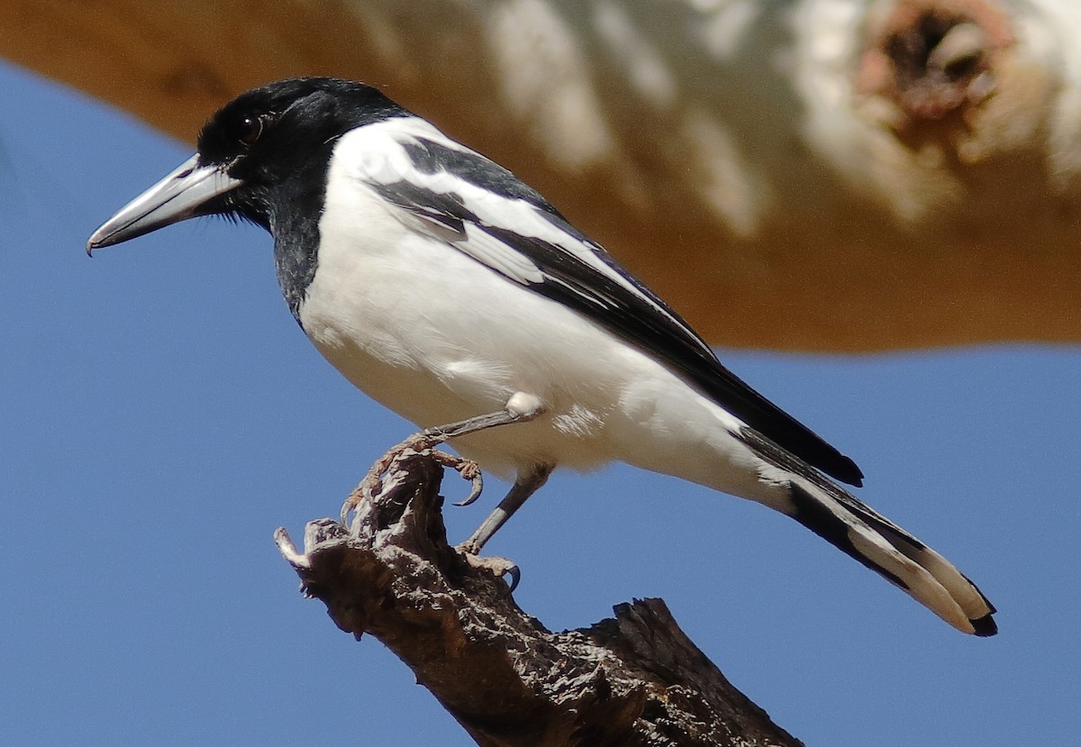 Pied Butcherbird - ML622156889