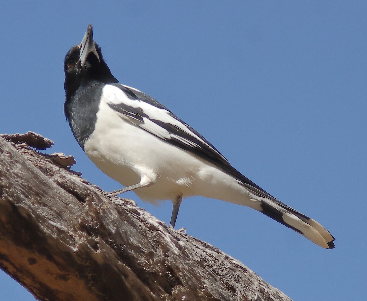 Pied Butcherbird - ML622156890