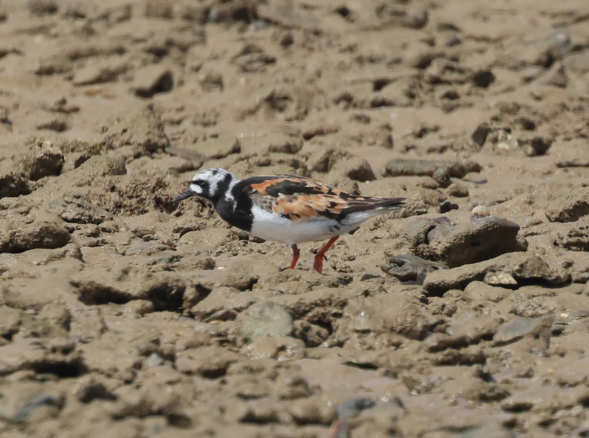 Ruddy Turnstone - ML622156896