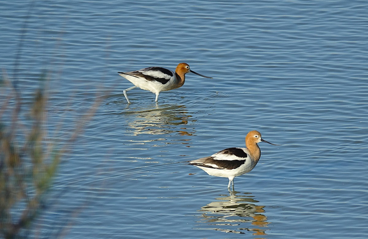 American Avocet - ML622157004