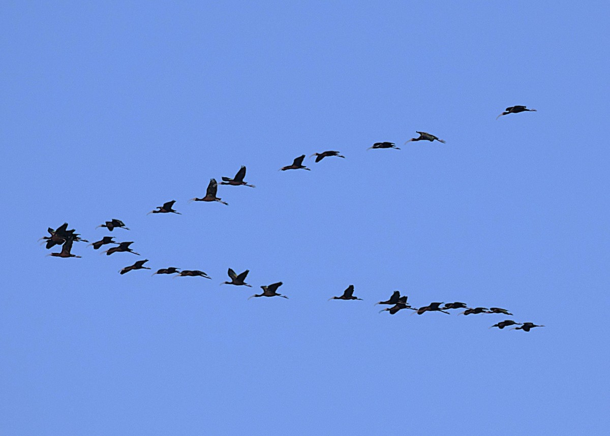 White-faced Ibis - ML622157012