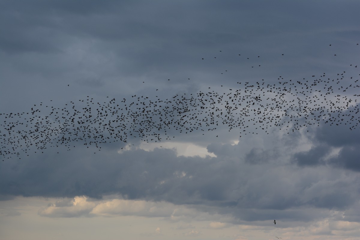 European Starling - Anton Kornilov