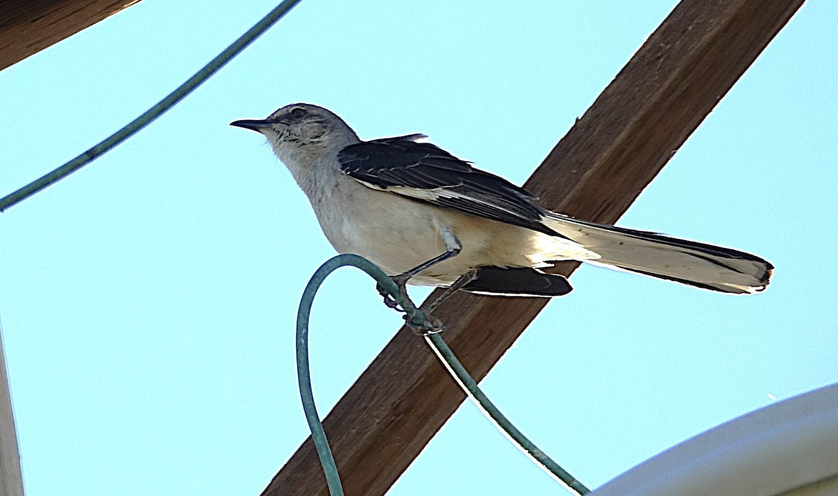 Northern Mockingbird - ML622157022