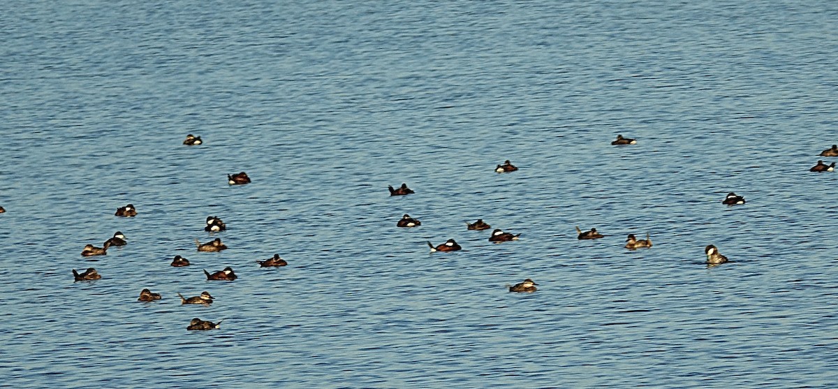 Ruddy Duck - ML622157028