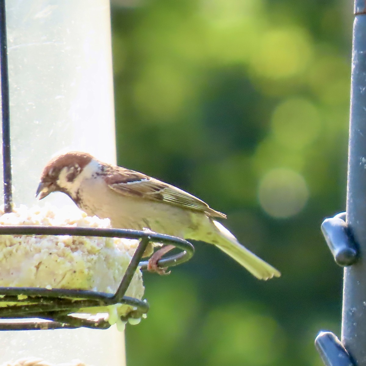 Eurasian Tree Sparrow - Jocelyn K