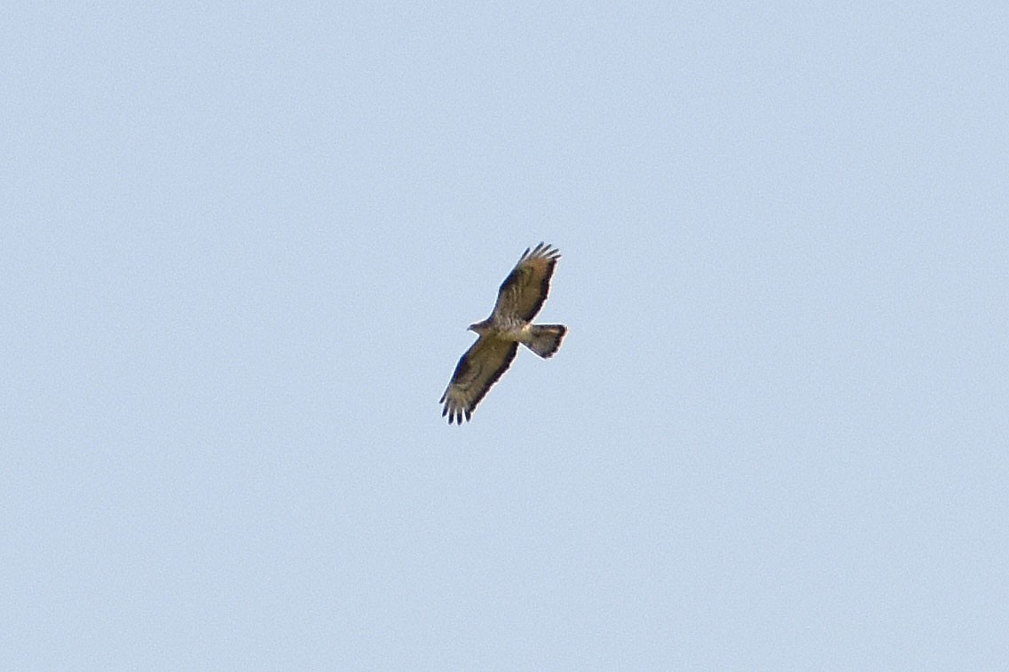 European Honey-buzzard - Aurora Varda