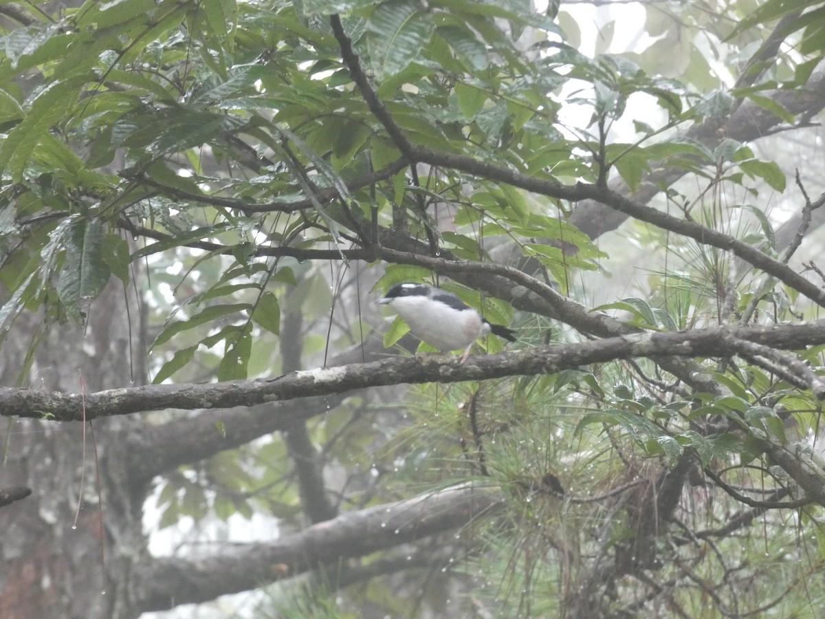 White-browed Shrike-Babbler (Dalat) - Thomas de Heus