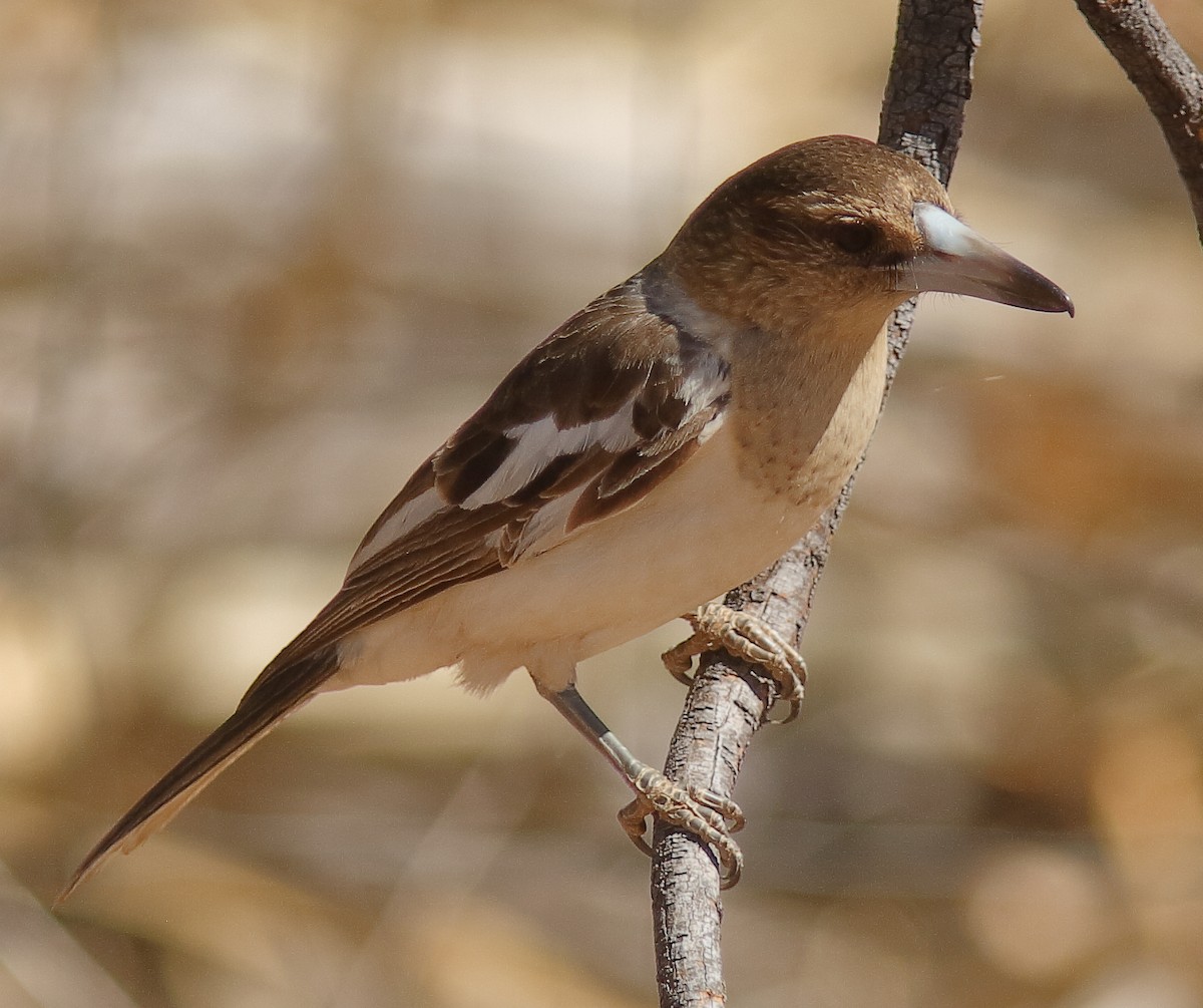 Pied Butcherbird - Rex Matthews