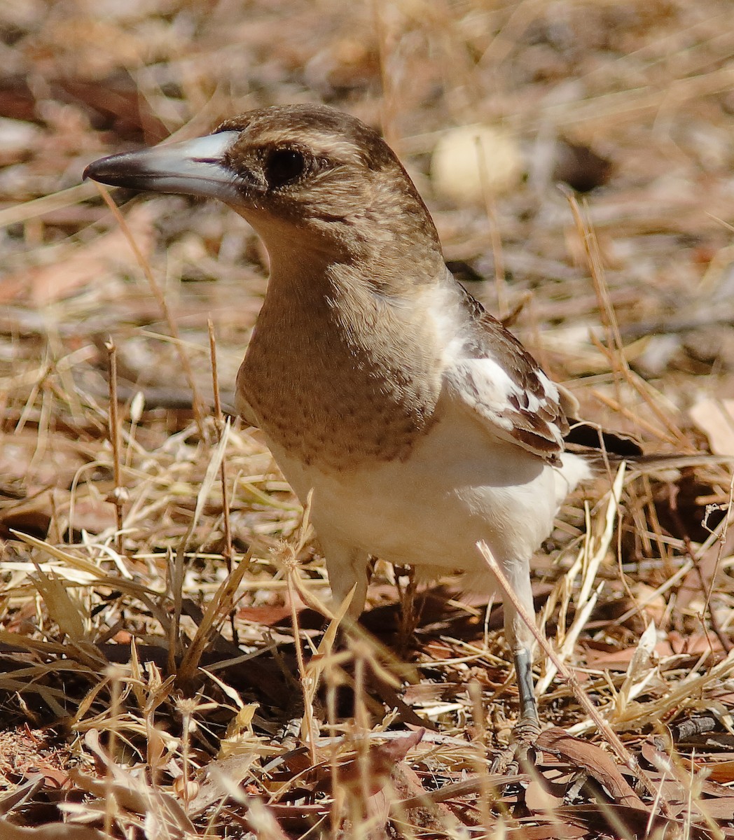 Pied Butcherbird - ML622157057