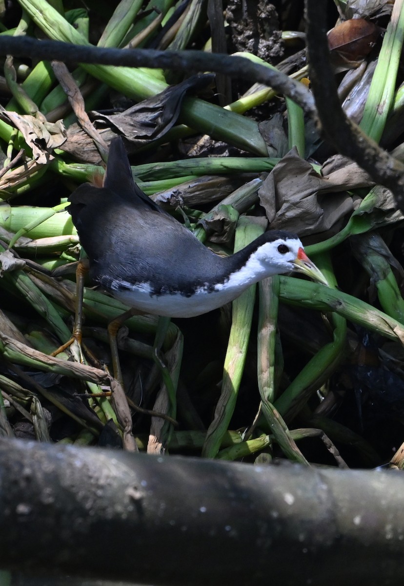 White-breasted Waterhen - ML622157084