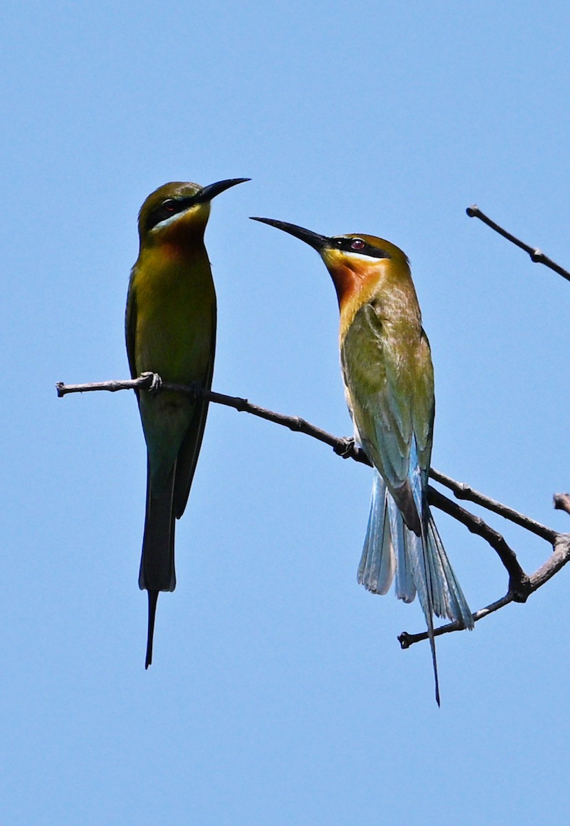 Blue-tailed Bee-eater - ML622157102