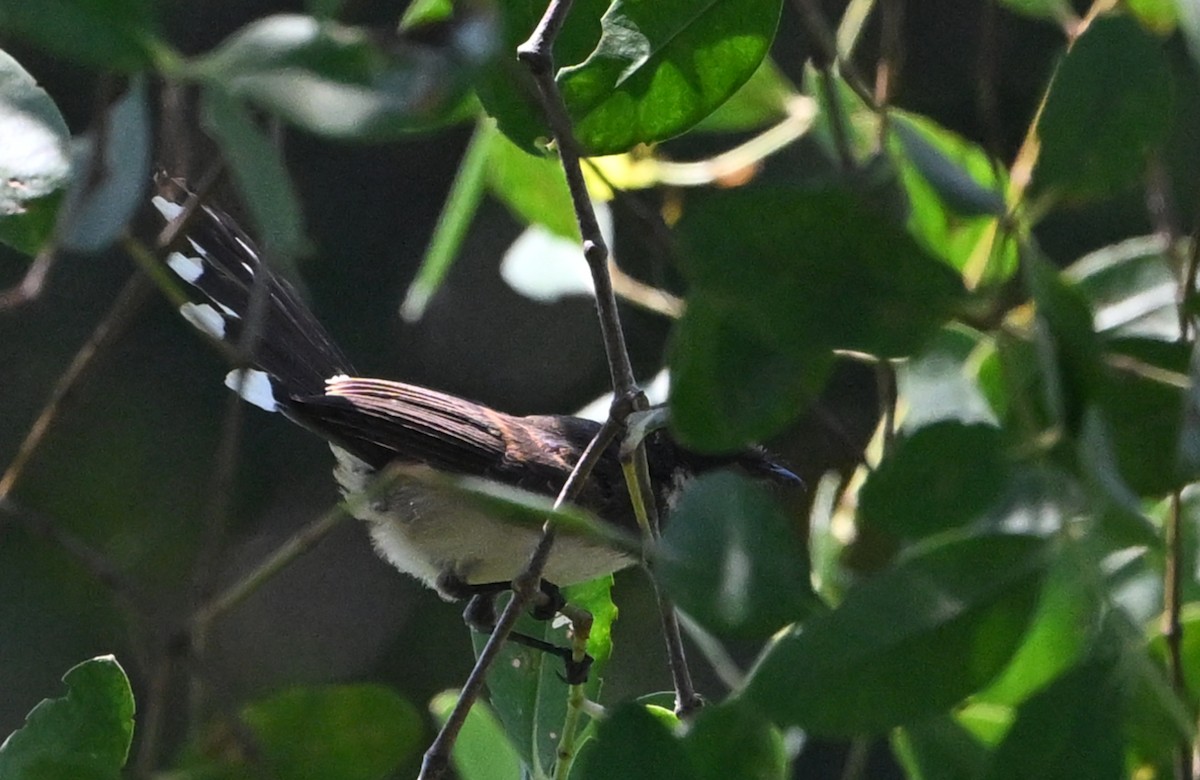 White-bellied Fantail - norman wu