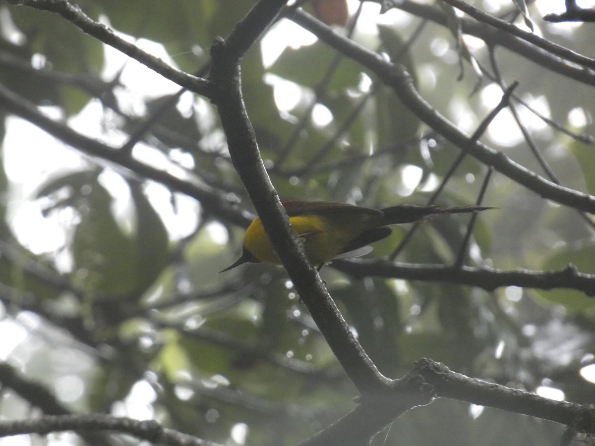 Mrs. Gould's Sunbird - ML622157116