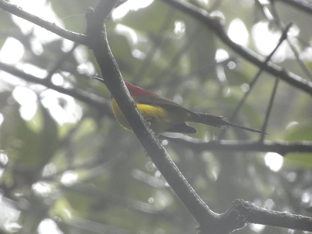 Mrs. Gould's Sunbird - ML622157117