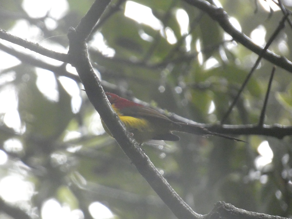 Mrs. Gould's Sunbird - ML622157118