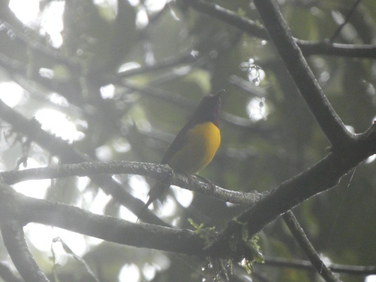 Mrs. Gould's Sunbird - ML622157120