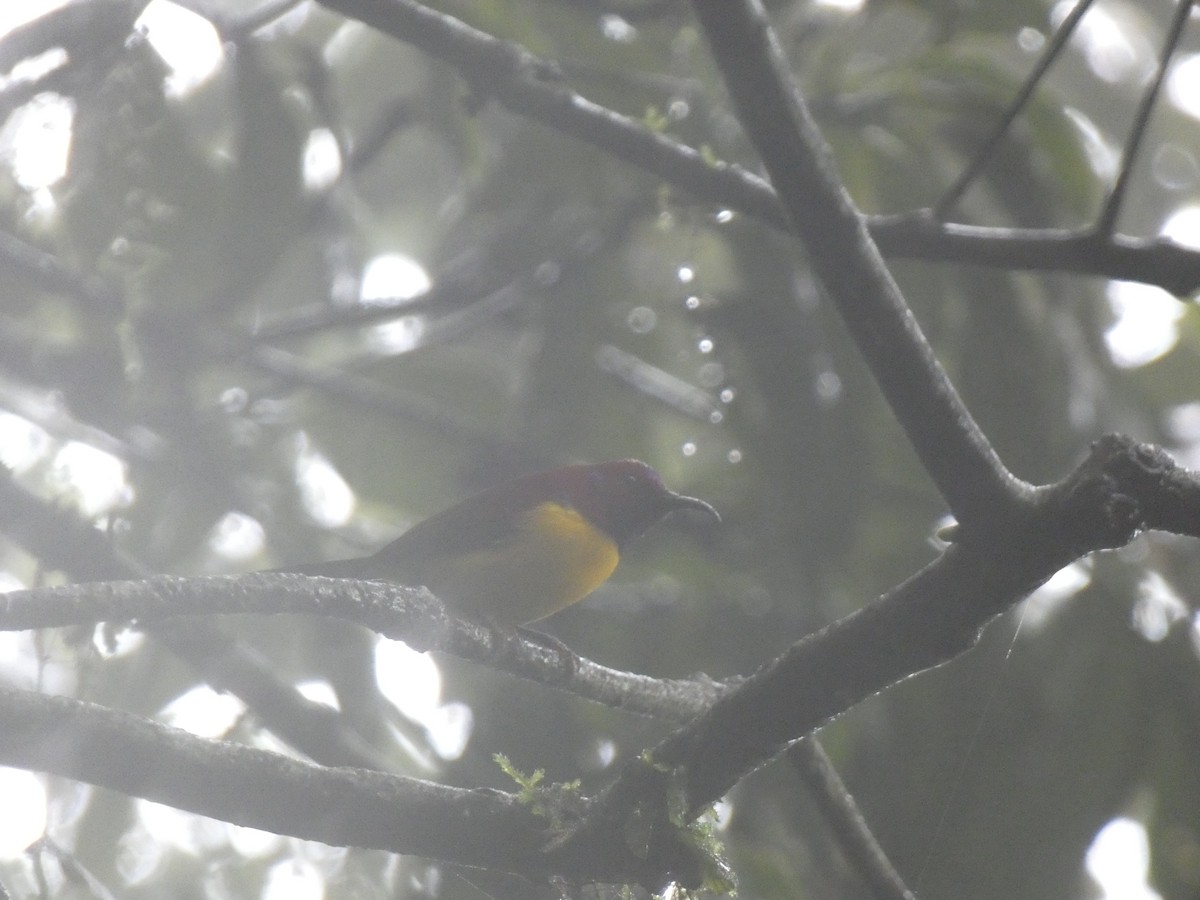 Mrs. Gould's Sunbird - ML622157122