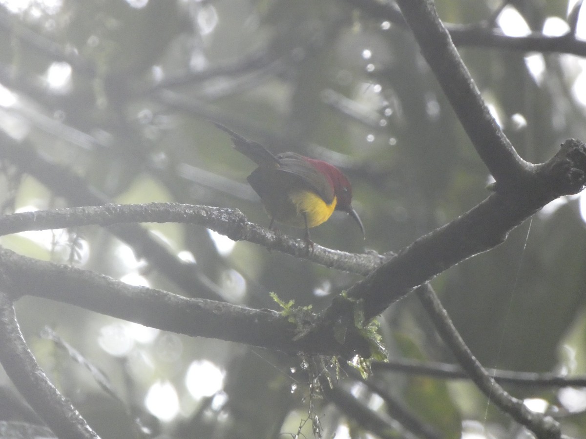 Mrs. Gould's Sunbird - ML622157124