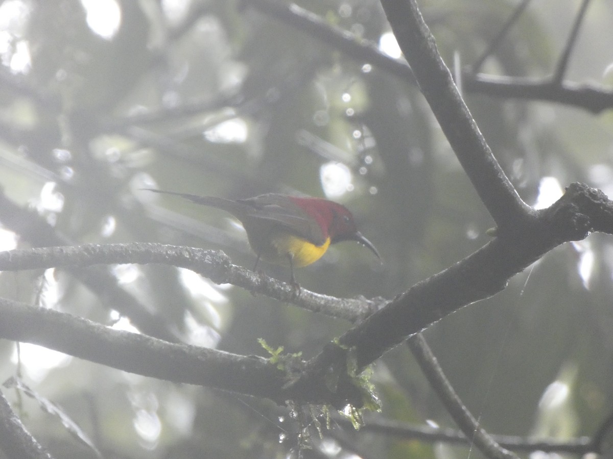Mrs. Gould's Sunbird - ML622157126