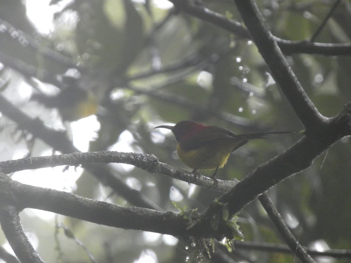 Mrs. Gould's Sunbird - ML622157127
